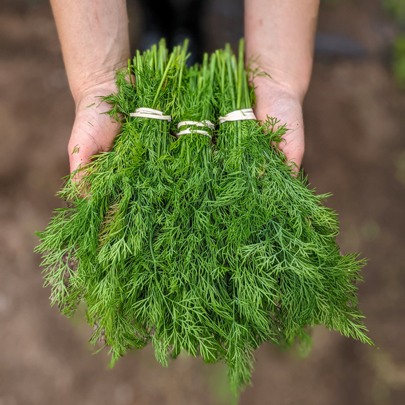 Dill